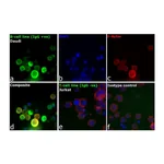 Thermo Fisher Scientific Goat anti-Human IgG F(ab`)2 Secondary Antibody