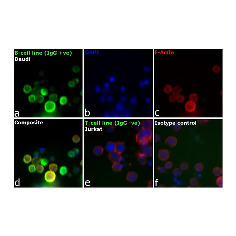Thermo Fisher Scientific Goat anti-Human IgG F(ab`)2 Secondary Antibody