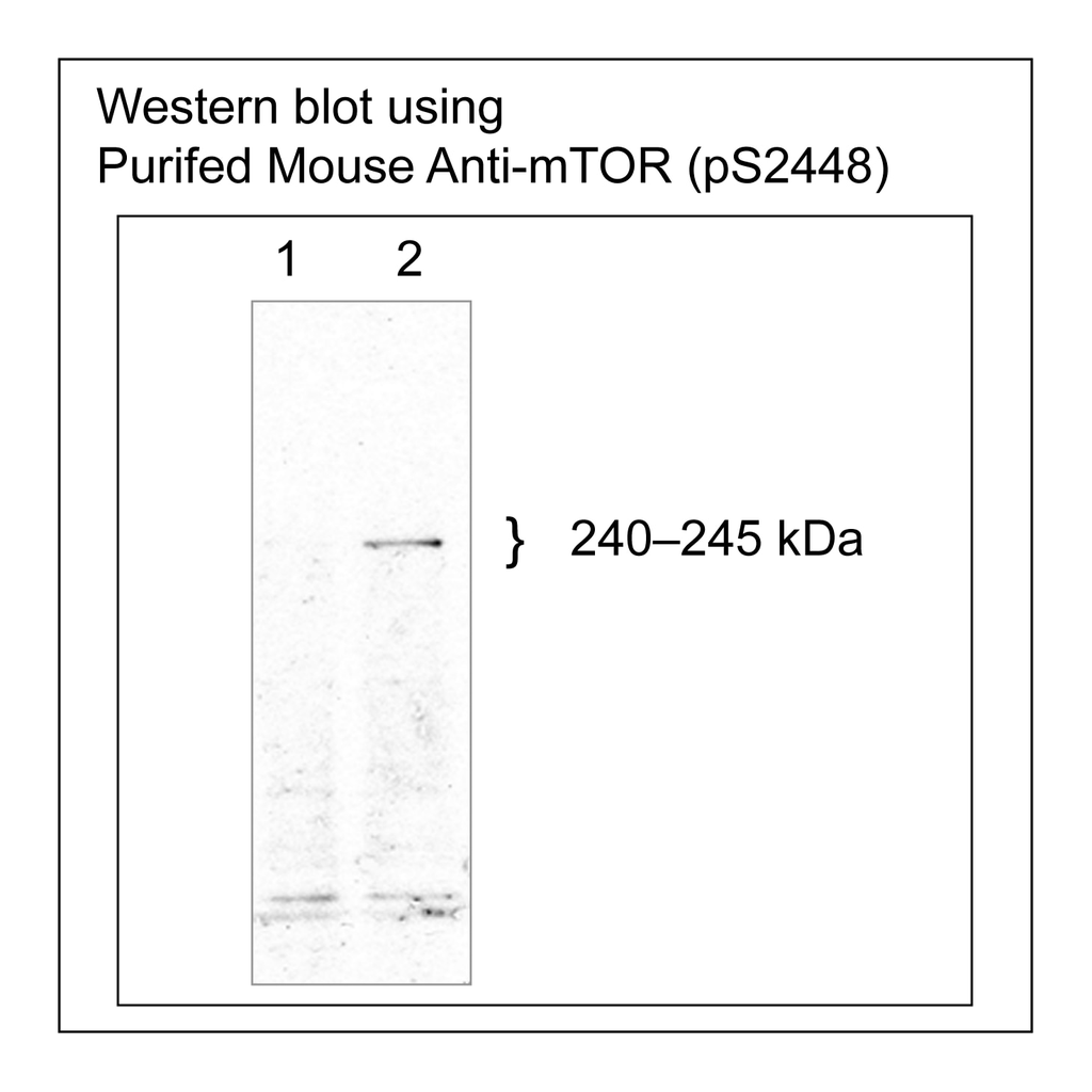 BD PE Mouse Anti-mTOR (pS2448)