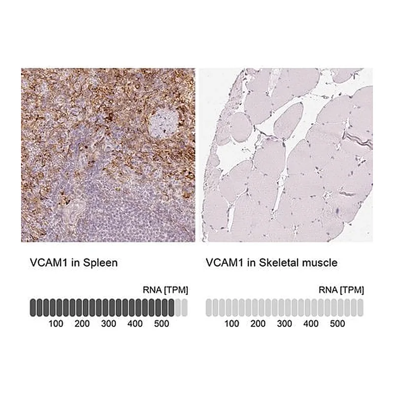 Merck Anti-VCAM1 antibody produced in rabbit