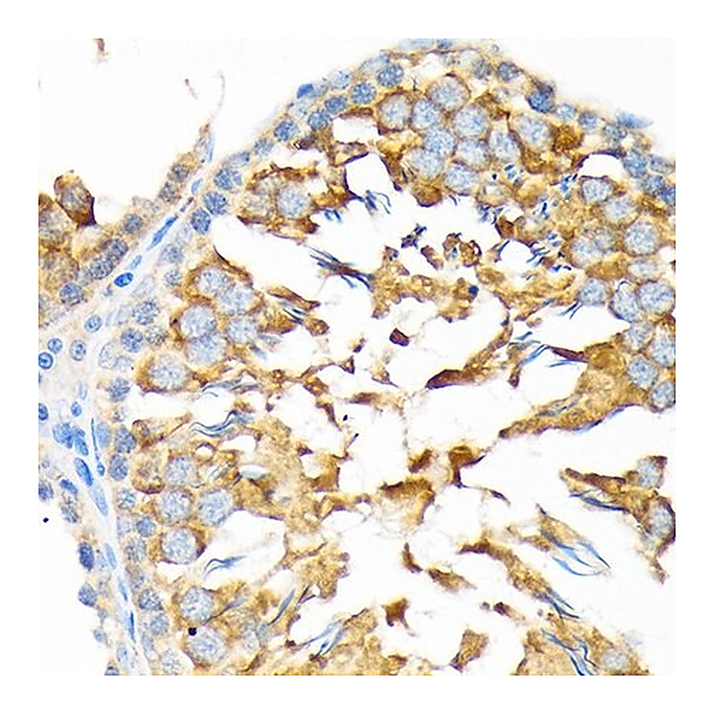 Merck Anti-ALDH1A2 antibody produced in rabbit