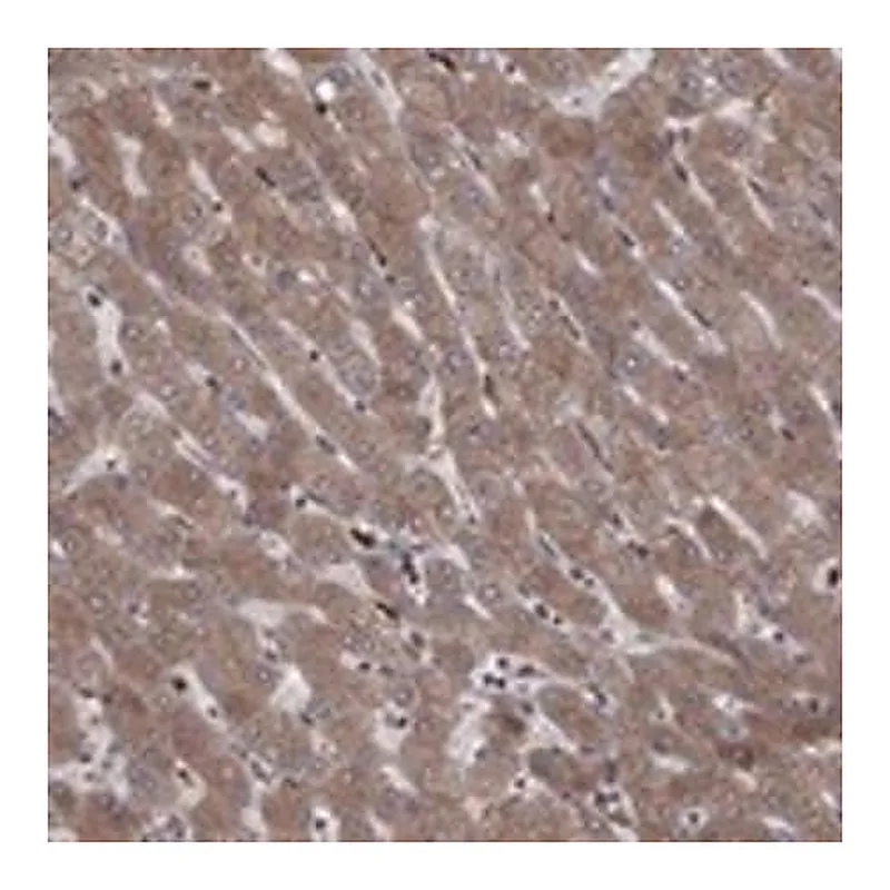 Merck Anti-YIF1A antibody produced in rabbit