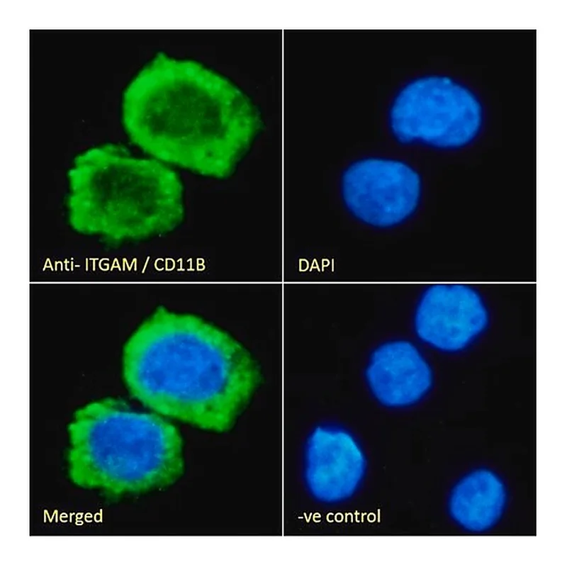 Merck Anti-ITGAM antibody produced in goat
