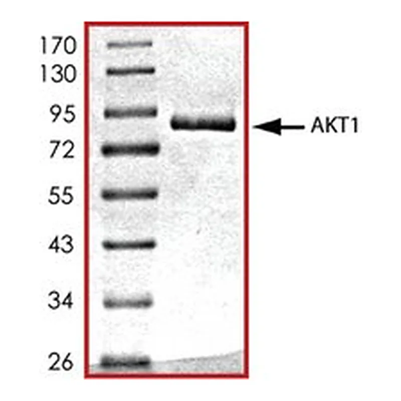 Merck AKT1, ACTIVE, GST TAGGED, HUMAN