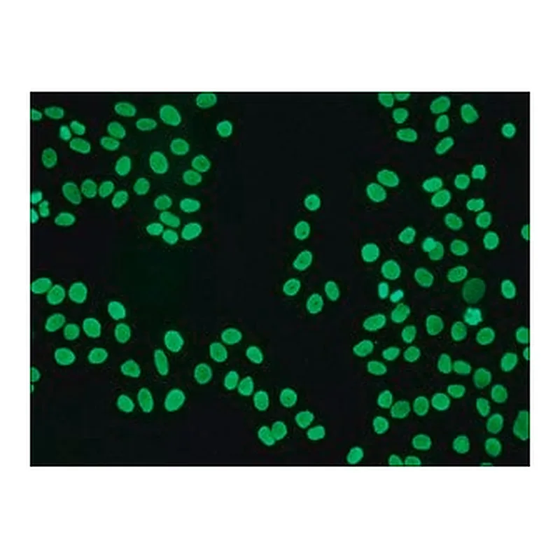 Merck ANTI-HUMAN IGG (FC SPECIFIC) FITC &