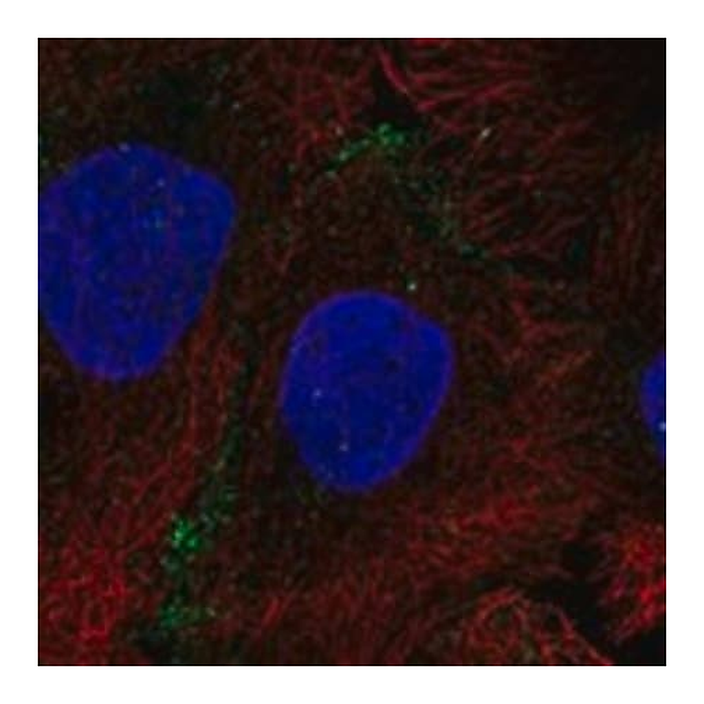 Merck Anti-AQP10 antibody produced in rabbit