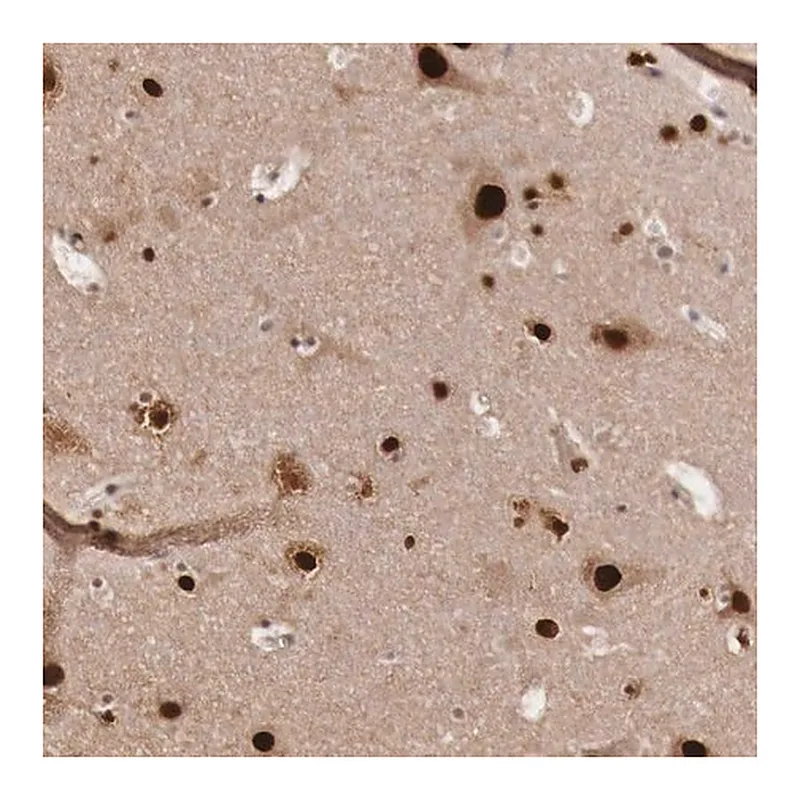 Merck Anti-KHDRBS3 antibody produced in rabbit