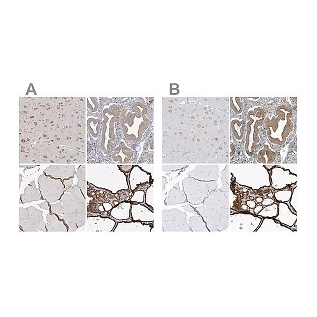 Merck Anti-PDIA6 antibody produced in rabbit