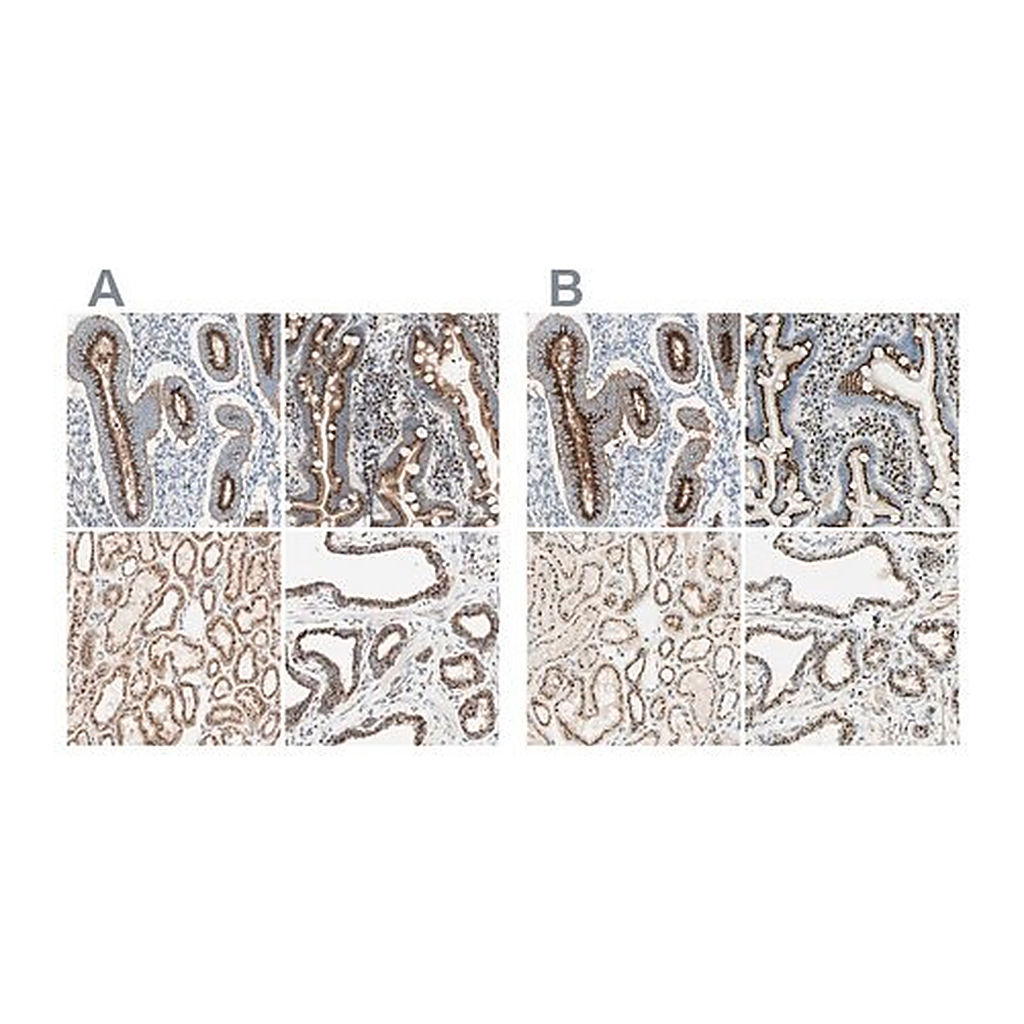 Merck Anti-GOLGB1 antibody produced in rabbit