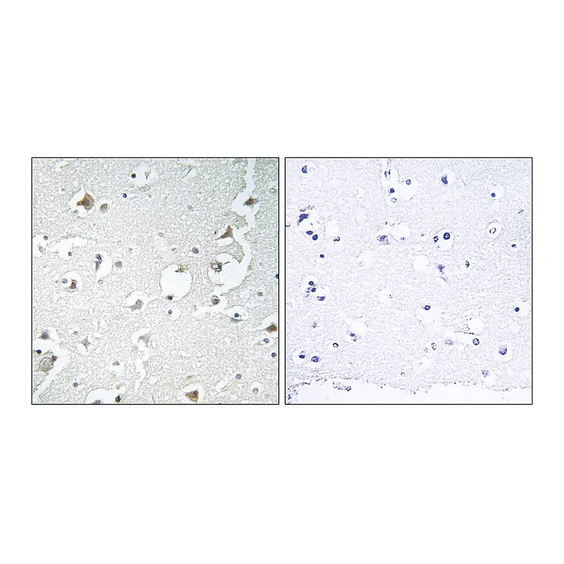 Merck Anti-JIP1 antibody produced in rabbit