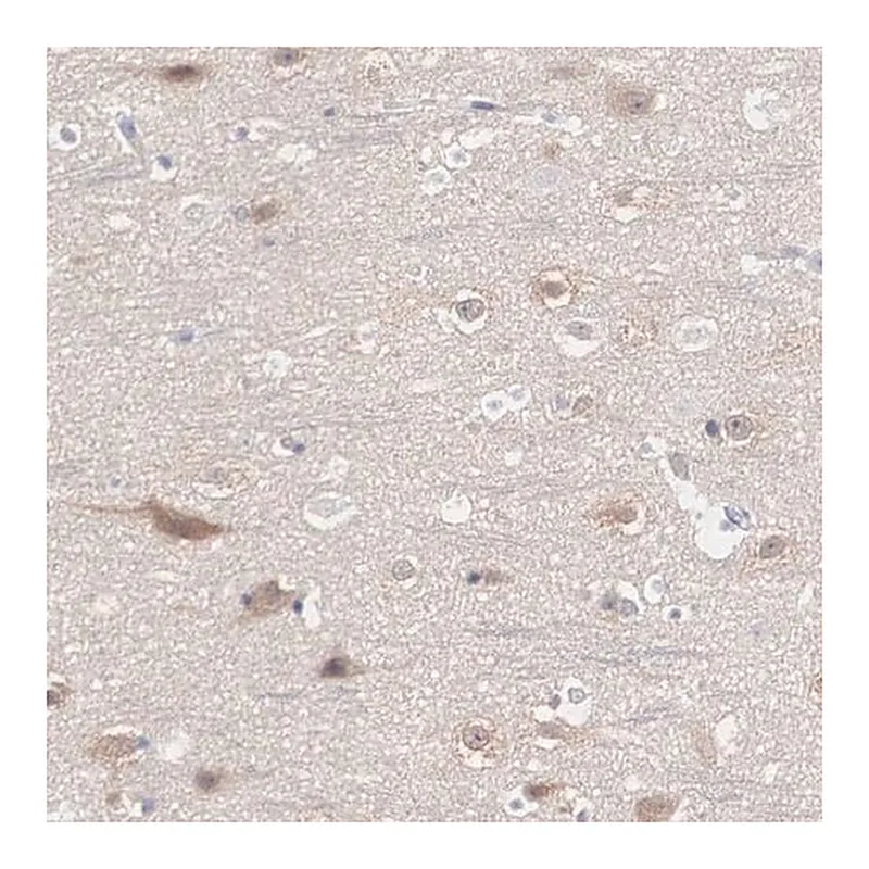 Merck Anti-REPS2 antibody produced in rabbit