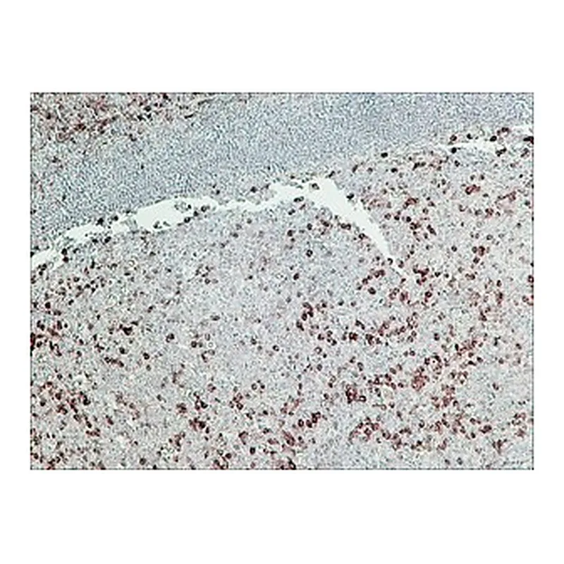 Merck ANTI-RABBIT IGG (GAMMA-CHAIN SPECIFIC)