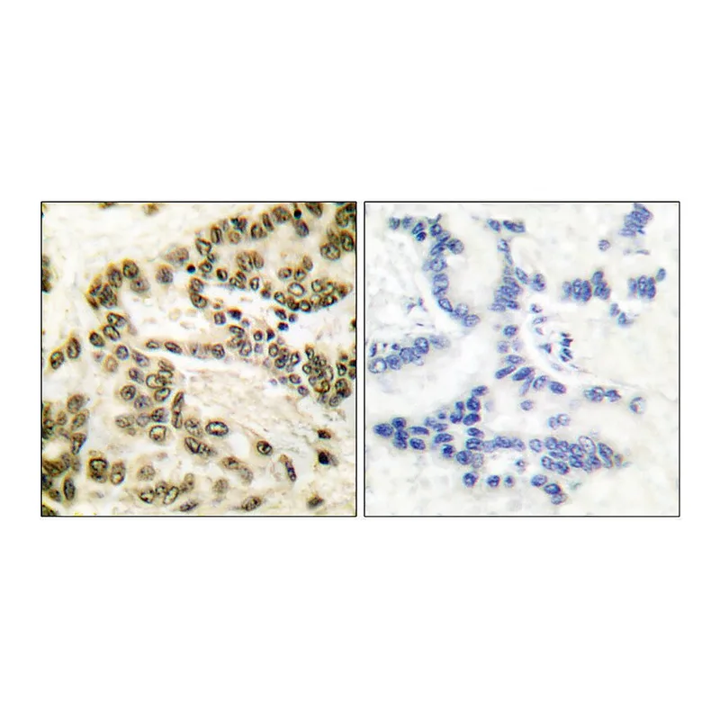 Merck Anti-CREB antibody produced in rabbit