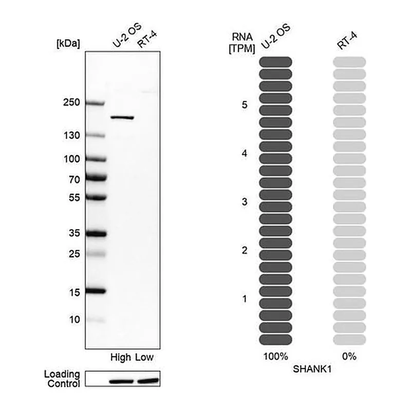 Merck Anti-SHANK1 antibody produced in rabbit