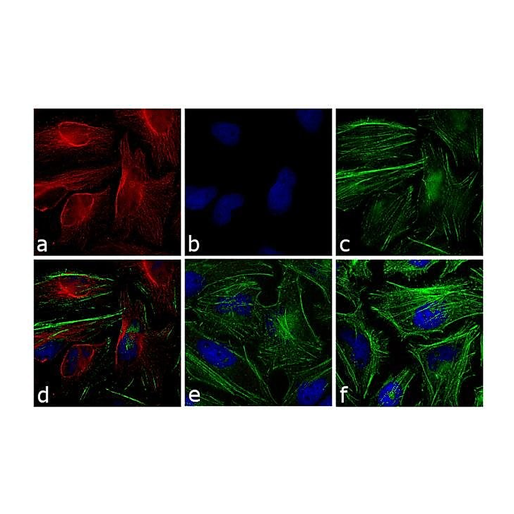Thermo Fisher Scientific Donkey anti-Mouse IgG (H+L) Highly Cross-Adsorbed Secondary Antibody, Alexa Fluor 568