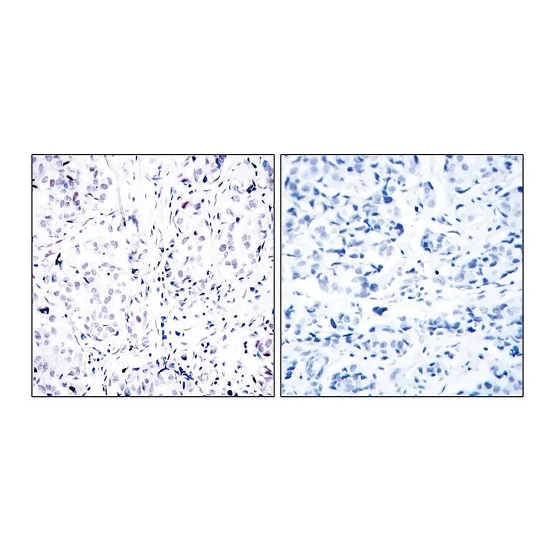 Merck Anti-Retinoblastoma, C-Terminal antibody produced in rabbit