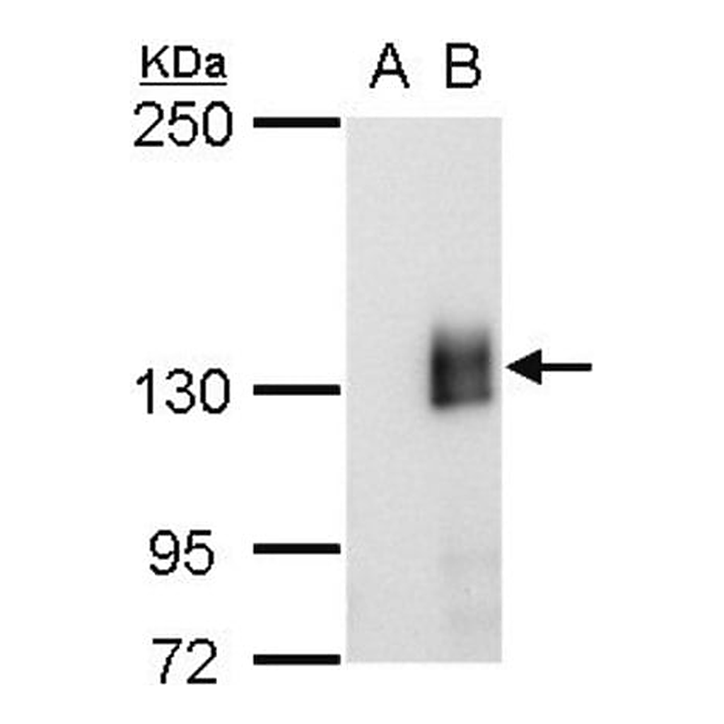 Merck Monoclonal Anti-mCherry antibody produced in mouse