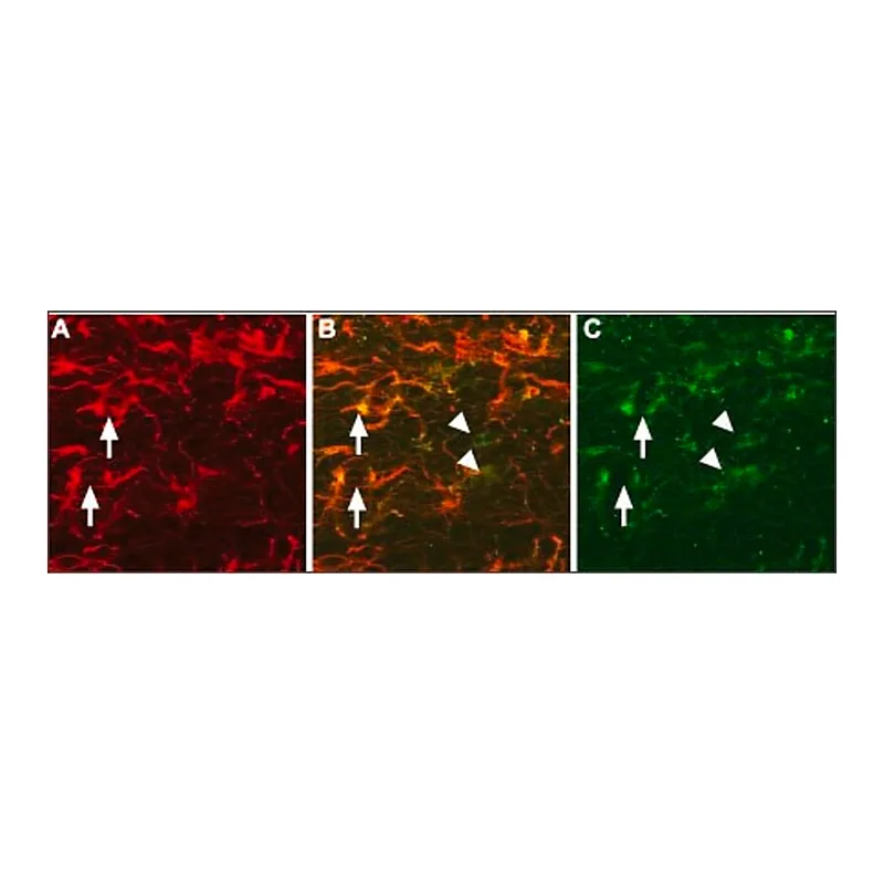 Merck Anti-Pro-NGF antibody produced in rabbit