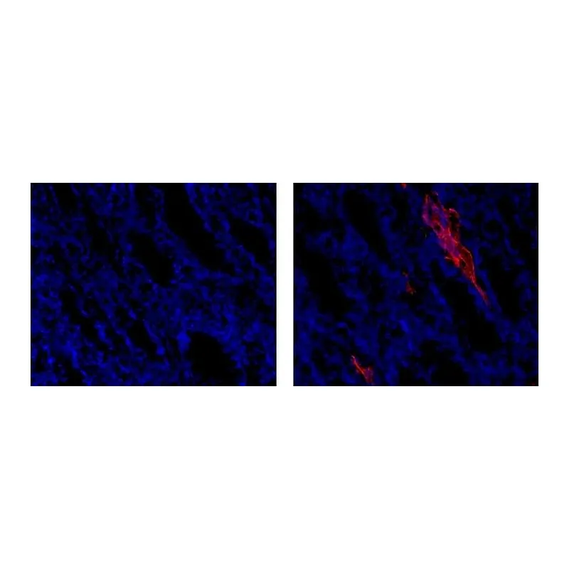 Thermo Fisher Scientific Mouse anti-Rat IgG1 Secondary Antibody, eFluor 615, eBioscience