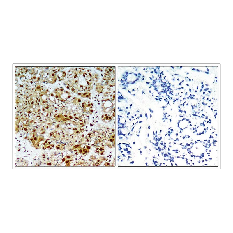 Merck Anti-HSP90AB1 (Ab-254) antibody produced in rabbit