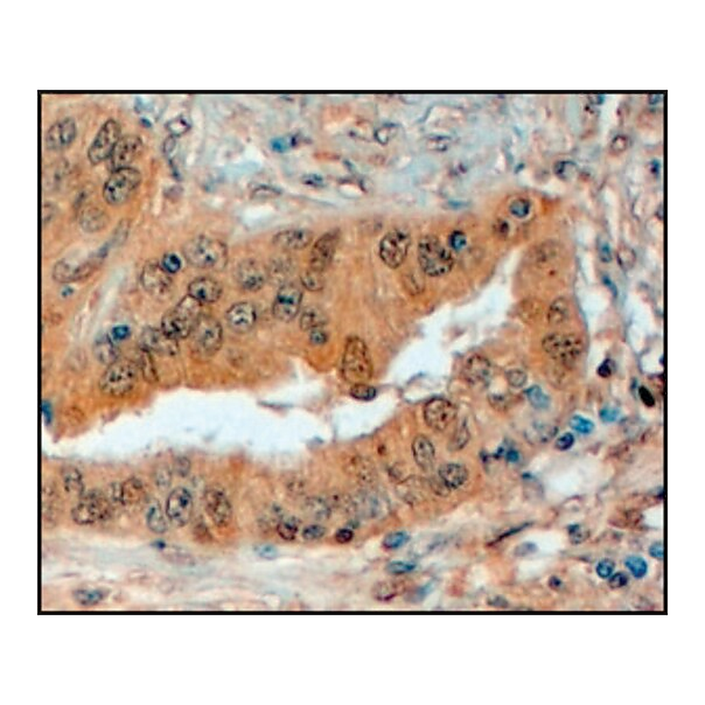 Merck Anti-SEMA3E antibody produced in goat
