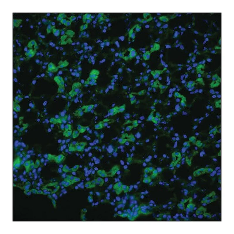 Merck Anti-AQP1 antibody produced in rabbit
