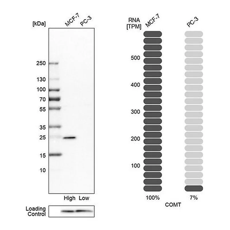 Merck Anti-COMT antibody produced in rabbit