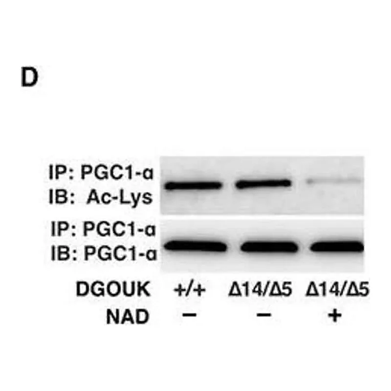 Thermo Fisher Scientific Goat anti-Rabbit IgG (H+L) Secondary Antibody, HRP