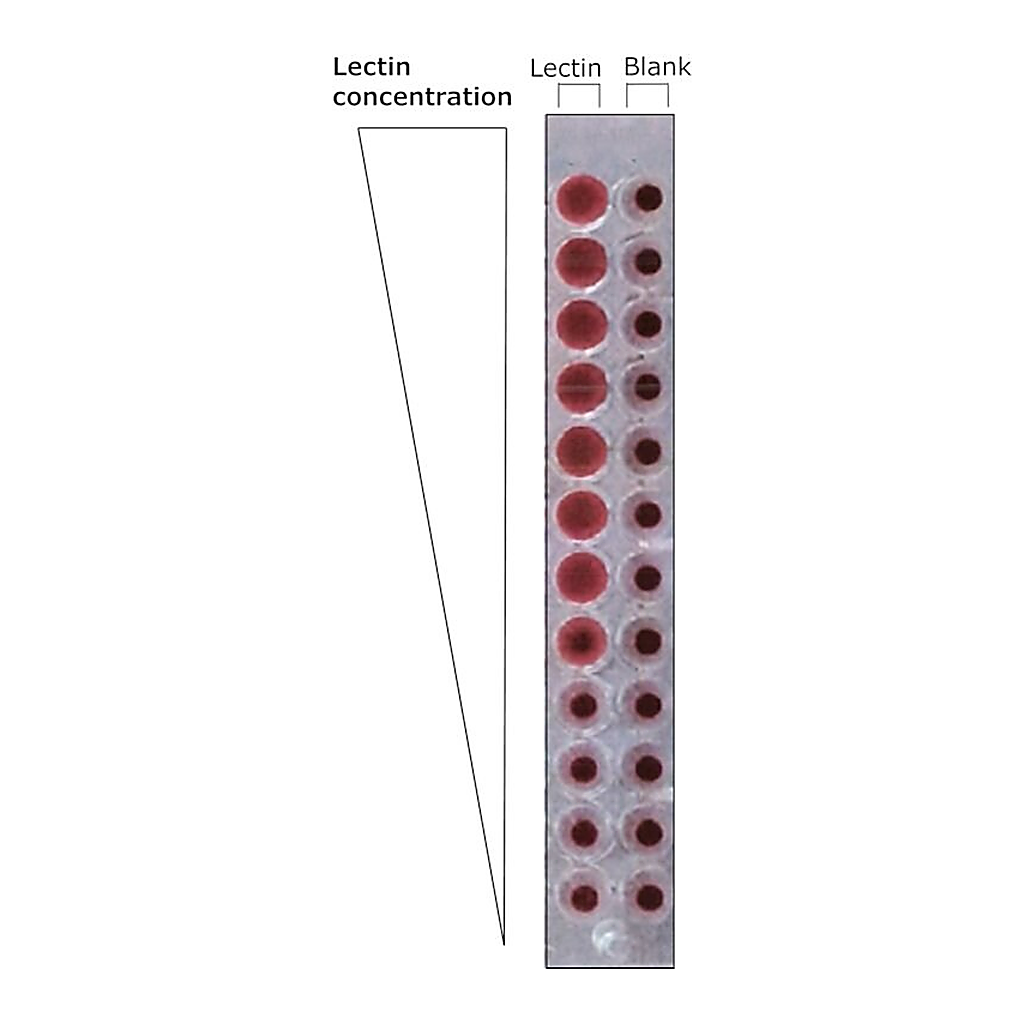 Merck LECTIN FROM ULEX EUROPEUS-GORSE