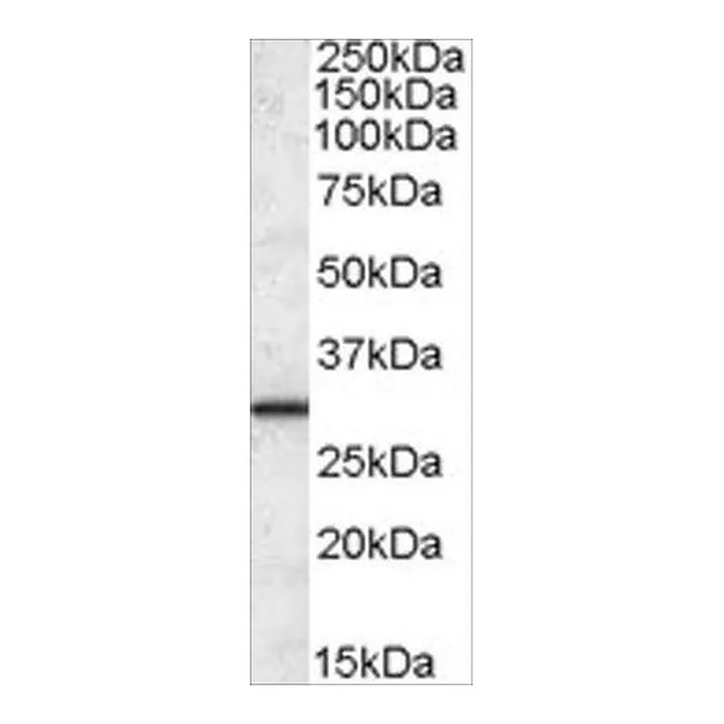 Merck Anti-ERP29 antibody produced in goat
