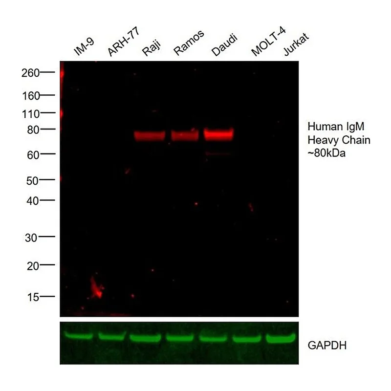 Thermo Fisher Scientific Goat anti-Human IgM Cross-Adsorbed Secondary Antibody, DyLight 594