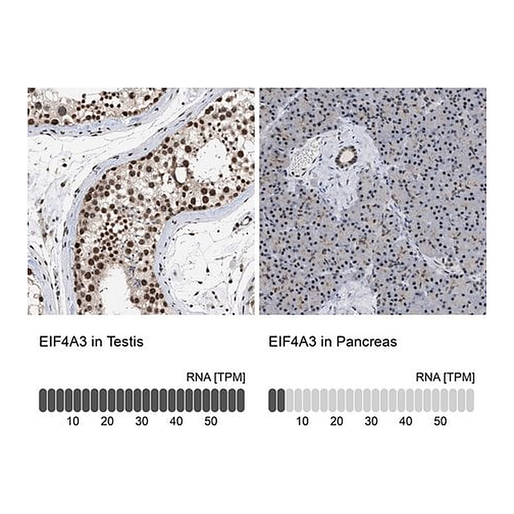 Merck Anti-EIF4A3 antibody produced in rabbit