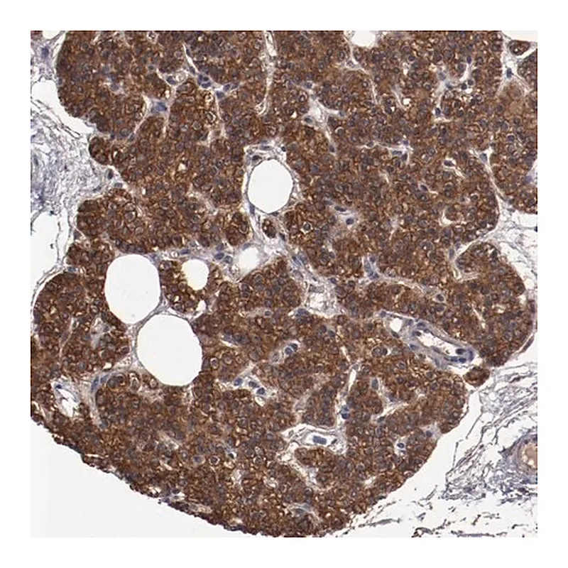 Merck Anti-DNAAF2 antibody produced in rabbit
