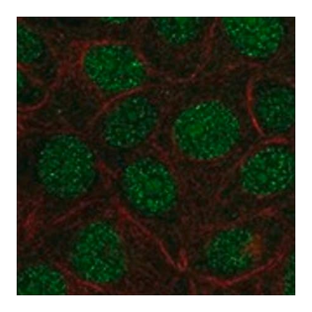Merck Anti-FAM90A1 antibody produced in rabbit