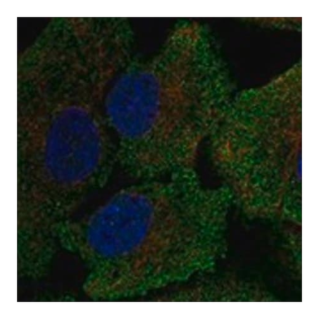 Merck Anti-GSR antibody produced in rabbit