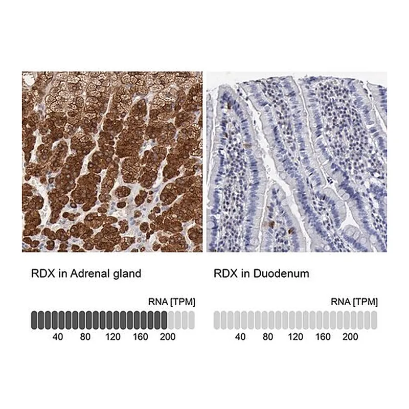 Merck Anti-RDX antibody produced in rabbit