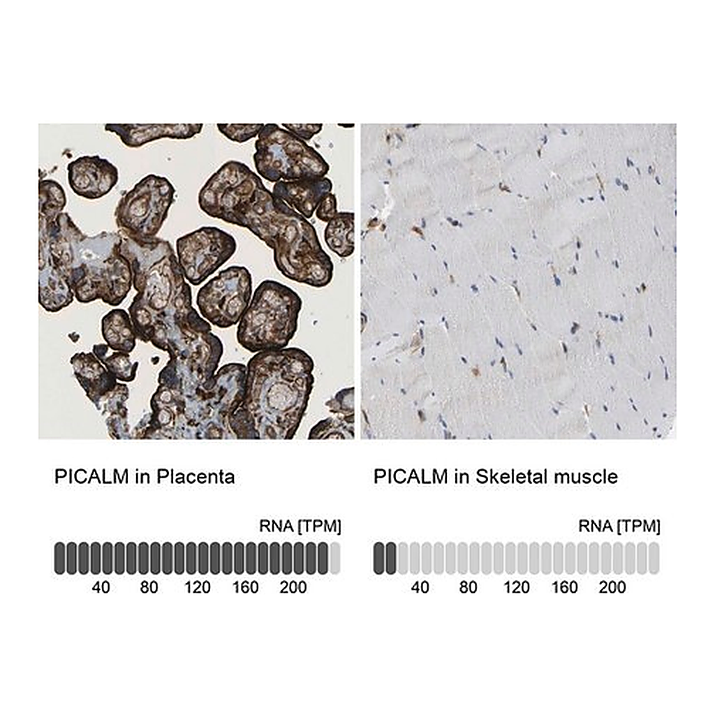 Merck Anti-PICALM antibody produced in rabbit