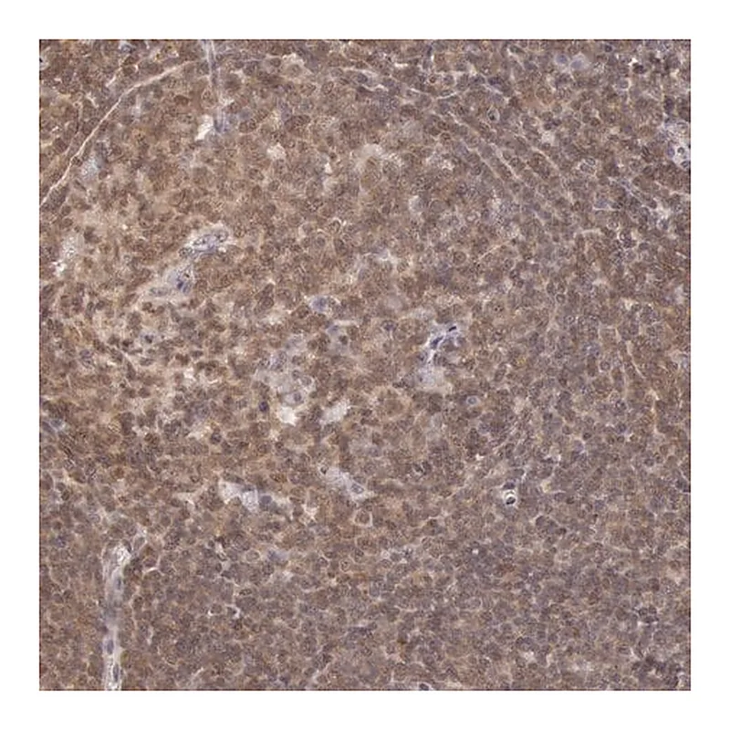 Merck Anti-HIF1A antibody produced in rabbit