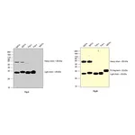 Thermo Fisher Scientific Goat anti-Human IgG Fab Superclonal Secondary Antibody, HRP
