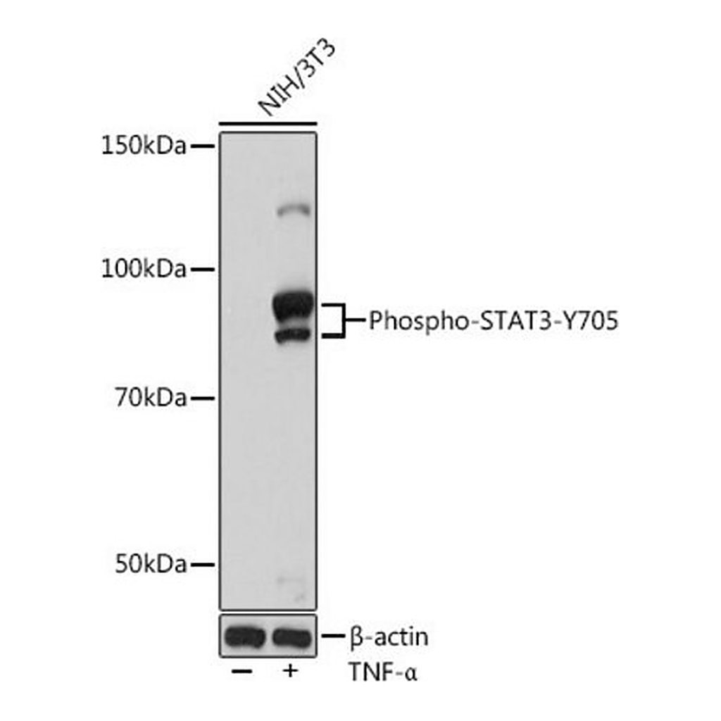 Merck Anti-Phospho-STAT3-Y705 antibody produced in rabbit