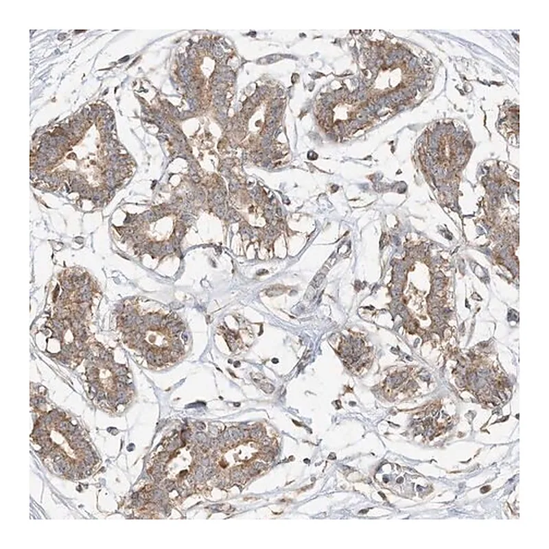 Merck Anti-CAGE1 antibody produced in rabbit