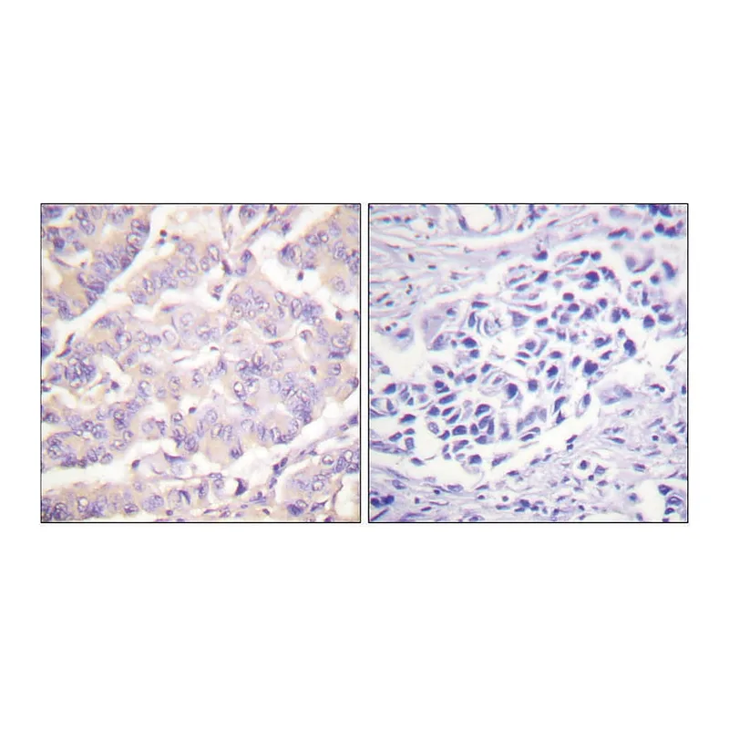 Merck Anti-C-PLA2 antibody produced in rabbit
