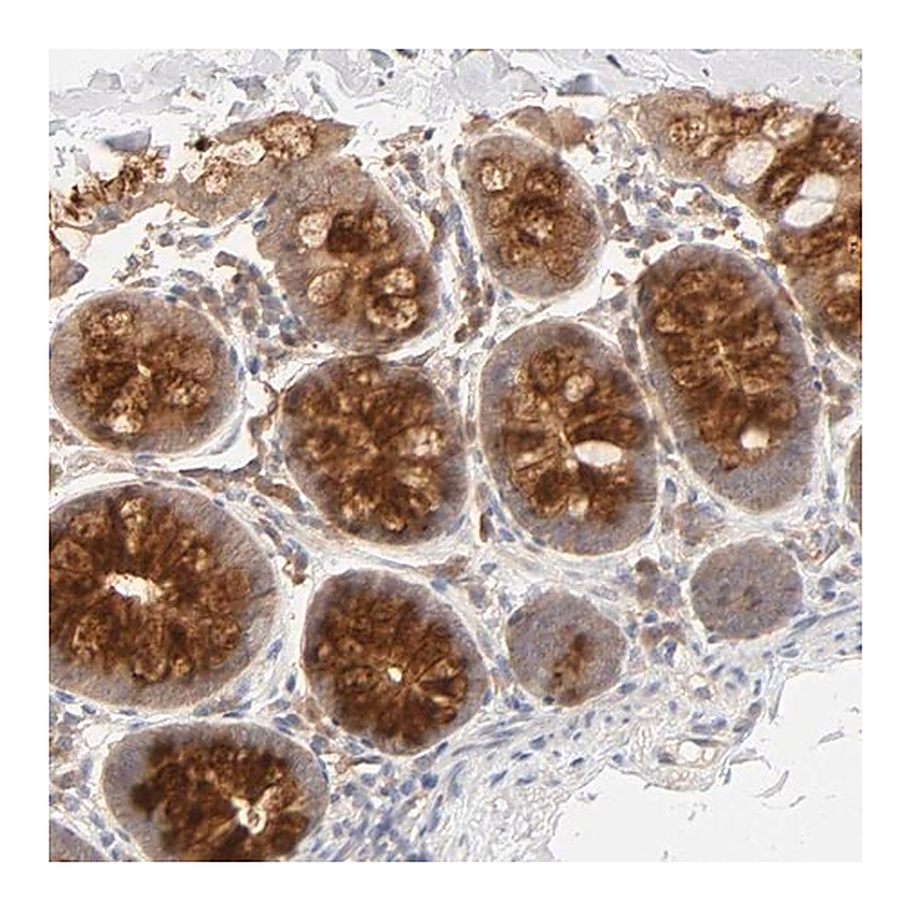 Merck Anti-AP1G2 antibody produced in rabbit