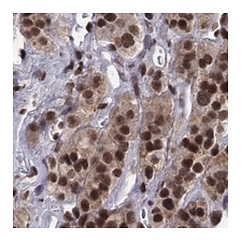 Merck Anti-FBXO16 antibody produced in rabbit