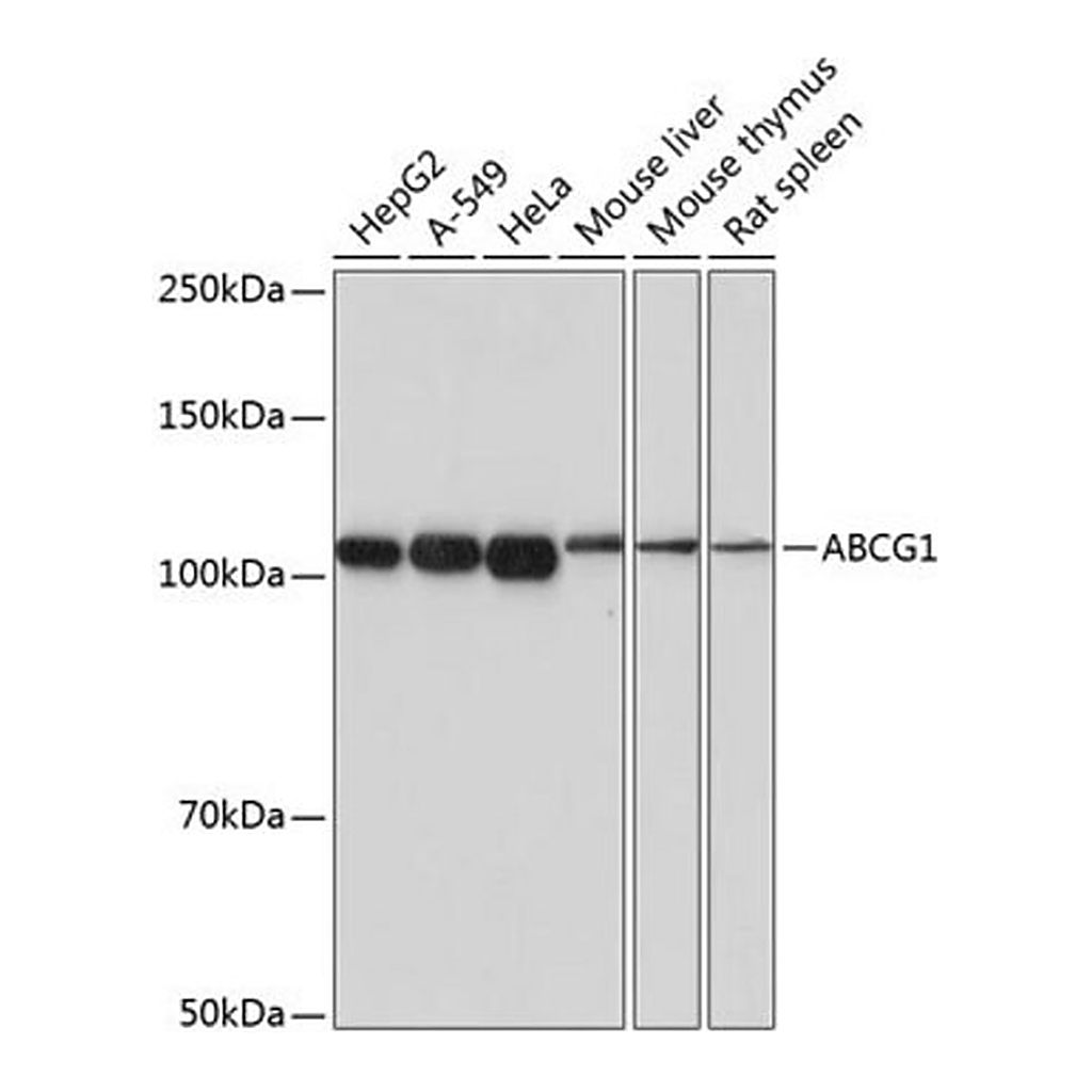 Merck Anti-ABCG1 antibody produced in rabbit