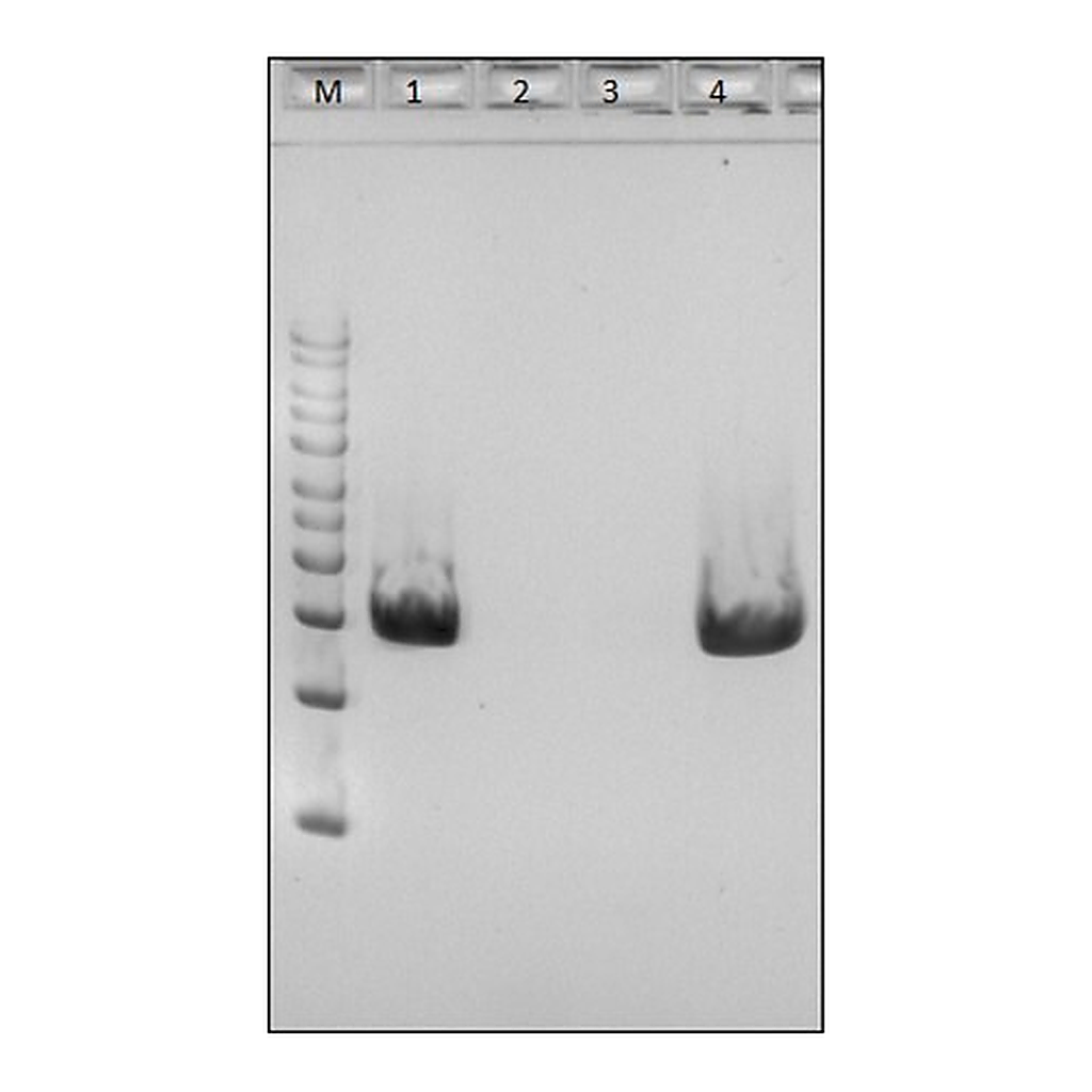 Merck MycoPolyzyme