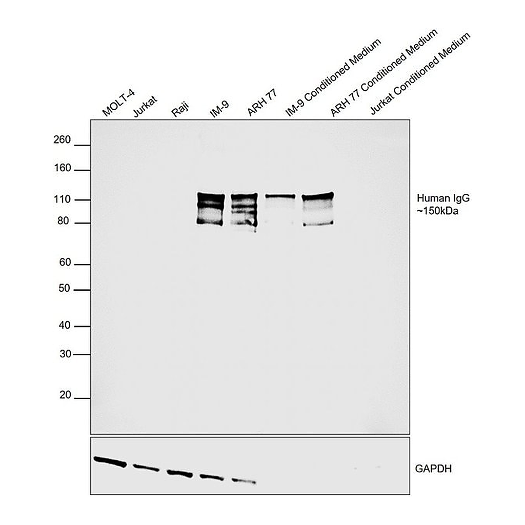 Thermo Fisher Scientific Mouse anti-Human IgG (H+L) Cross-Adsorbed Secondary Antibody, HRP