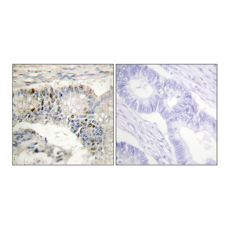 Merck Anti-Histone H1 antibody produced in rabbit