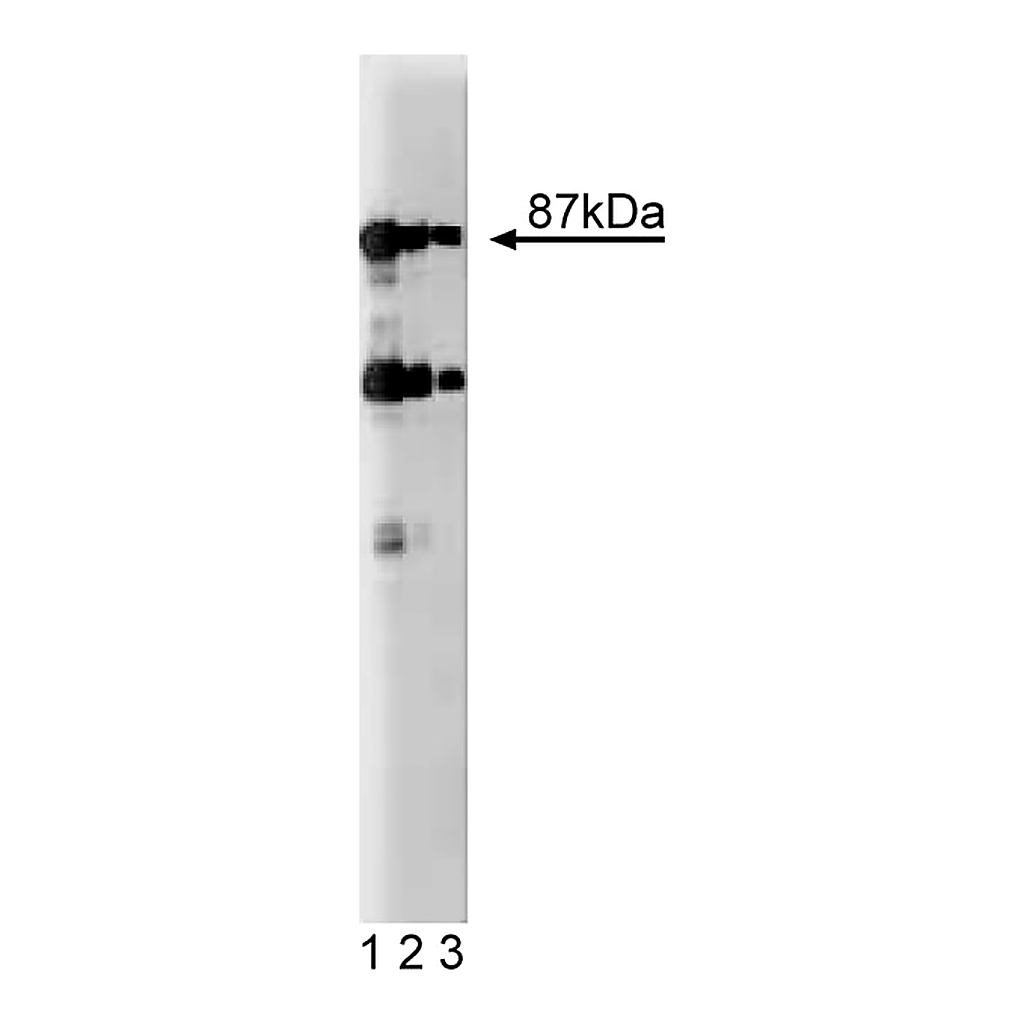 BD Purified Mouse Anti-Dystrobrevin