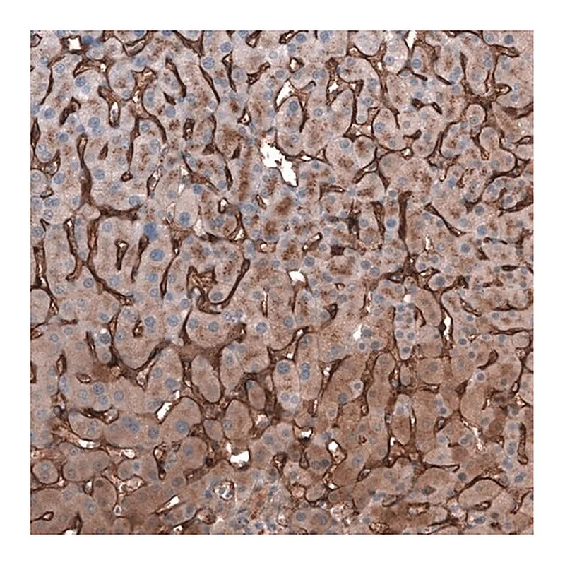 Merck Anti-SLC10A5 antibody produced in rabbit